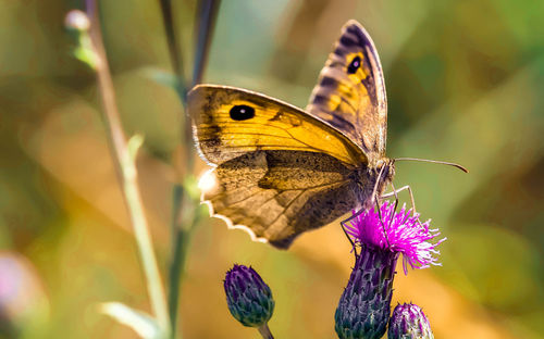 Close-up of butterfly pollinating on purple flower