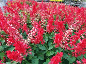 Close-up of red flowers blooming outdoors