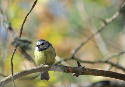 Close-up of bird perching on branch