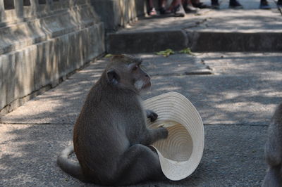 Monkey sitting on a wall