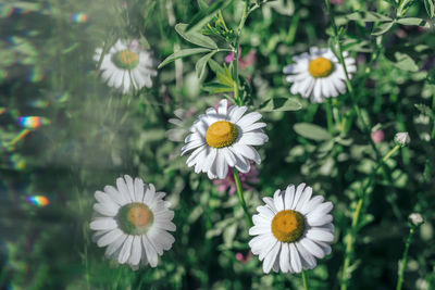 Close-up of white daisy flowers