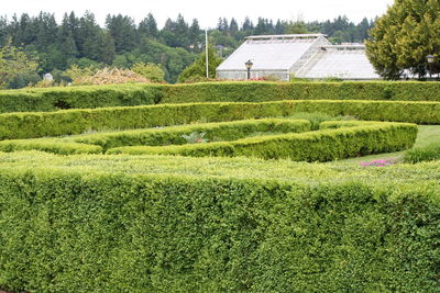 Scenic view of agricultural field