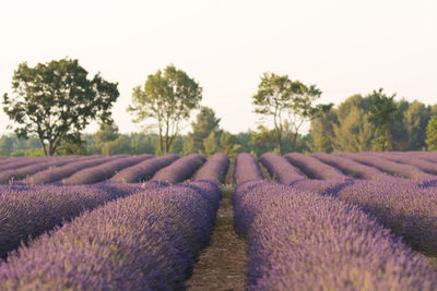 Lavenders on farm against clear sky