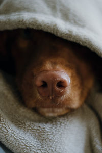 Close up photo of wet nose of brown nova scotia duck tolling retriever. pet in grey hood.