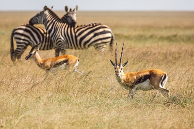 Zebra standing on field