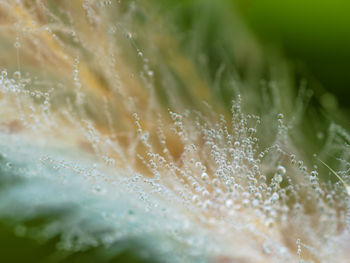 Close-up of water drops on leaf