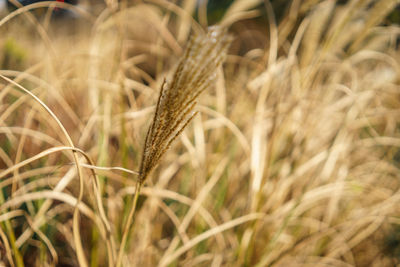 Close-up of wheat growing on field