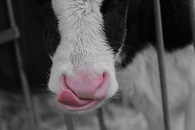 Close-up of cow