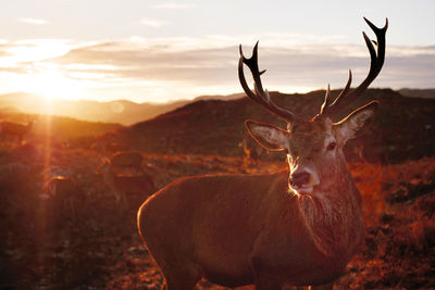 Portrait of deer