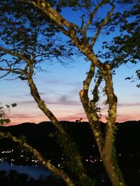 Close-up of tree against sky