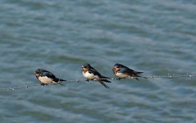 Close up of three birds on a wired fence 