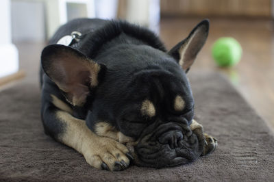Close-up of a dog sleeping