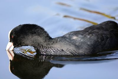 Close-up of duck swimming in lake