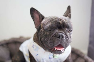 Portrait of a dog at home