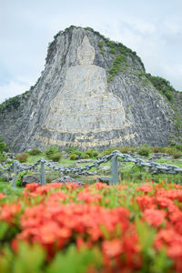 Low angle view of flowering plants on mountain