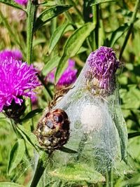 Close-up of purple pollinating flower