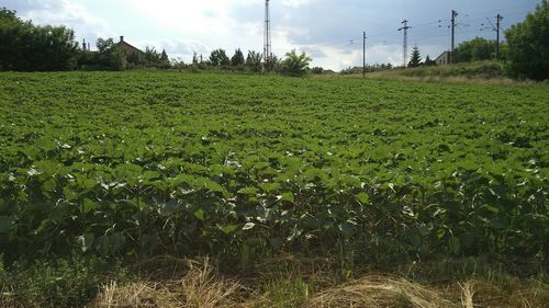 Scenic view of field against cloudy sky