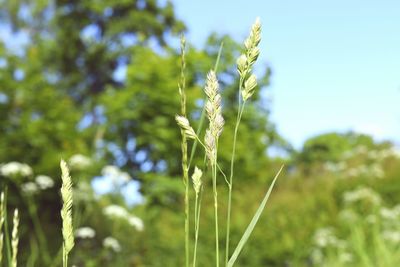 Close-up of plant growing in field