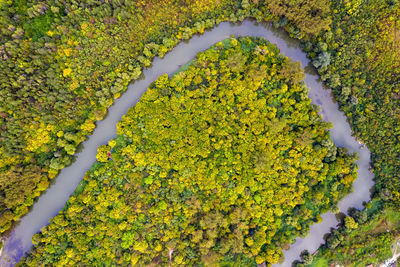 High angle view of yellow flowering plant on land