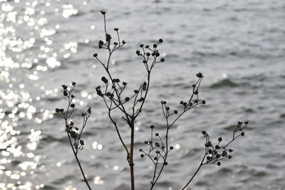 Close-up of flowering plants during rainy season