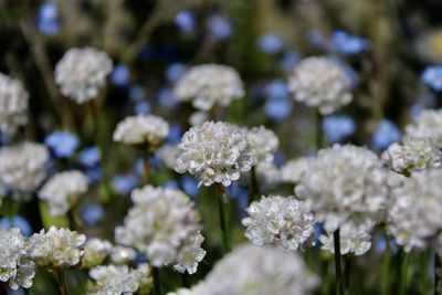 Close-up of white flowering plant