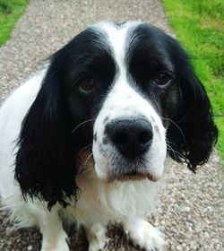 Close-up portrait of a dog