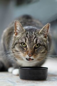 Close-up portrait of tabby cat drinking 