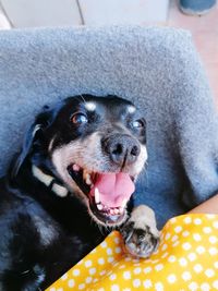 Close-up portrait of a dog