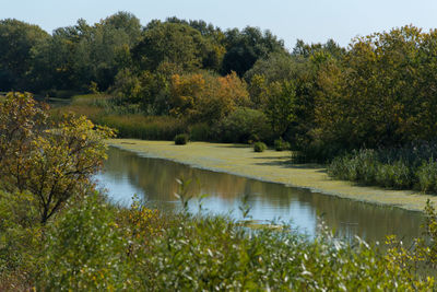 Scenic view of lake by trees in forest