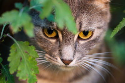 Close-up portrait of a cat