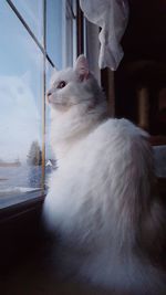 Cat on white background