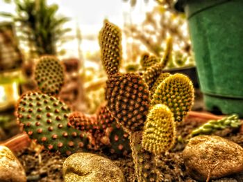 Close-up of prickly pear cactus