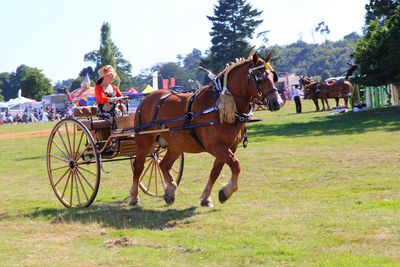 Horse cart on field
