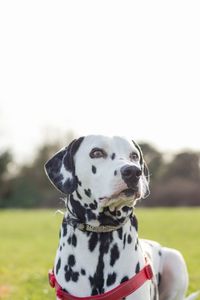 Close-up portrait of dog on field against sky