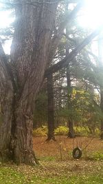 Trees in forest