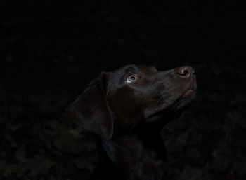 Close-up of dog looking up