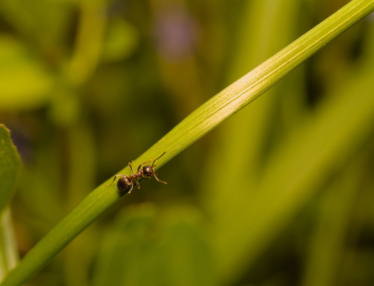 CLOSE-UP OF ANT ON PLANT