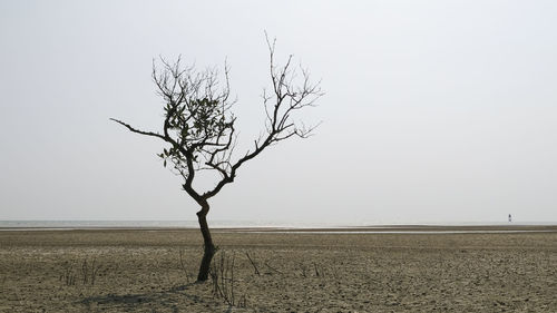 Bare tree on field against clear sky