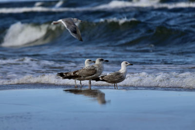 Seagulls on beach