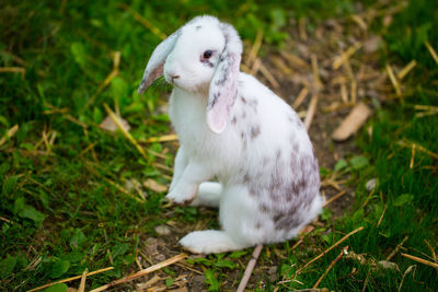 High angle view of rabbit sitting on field