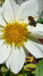 Close-up of bee pollinating on white flower