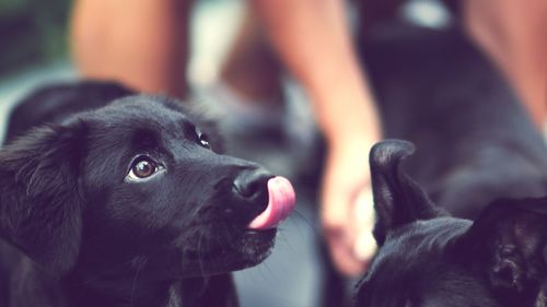 Close-up of dog