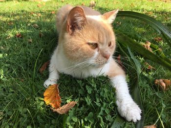 High angle view of cat sitting on grass