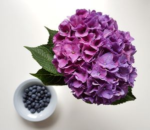 Close-up of purple flower