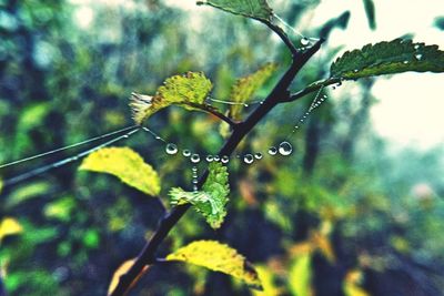 Close-up of raindrops on plant