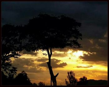 Silhouette of trees at sunset