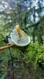 Close-up of plant against blurred background
