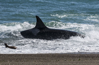 Low section of man surfing in sea