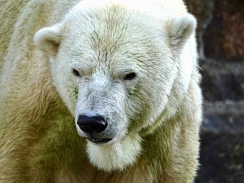 Close-up of polar bear