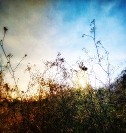 Low angle view of silhouette trees against sky during sunset